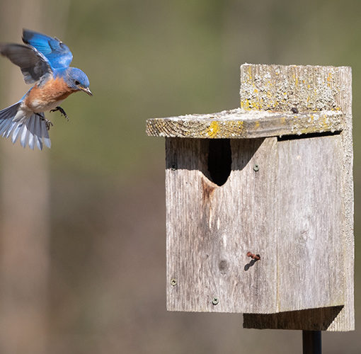 bluebird