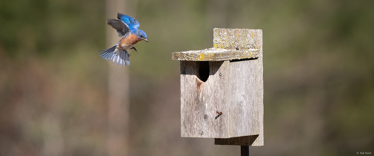 Monitoring Bluebird Boxes - Newport Wilderness Society