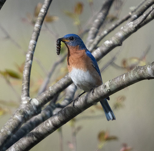 bluebird bird