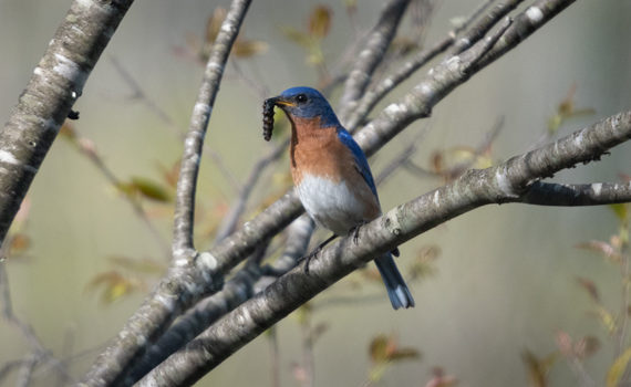 bluebird bird