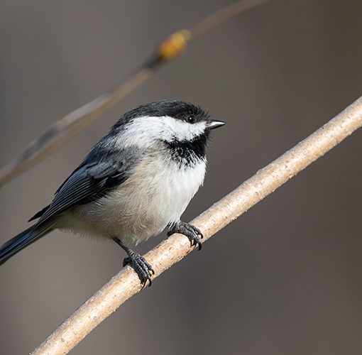 chickadee bird