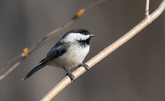 chickadee bird