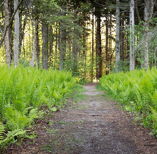 fern trail