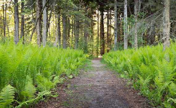 fern trail