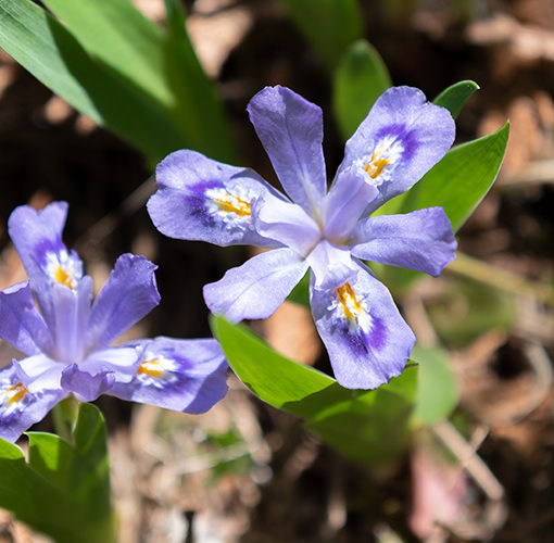 Dwarf Lake Iris