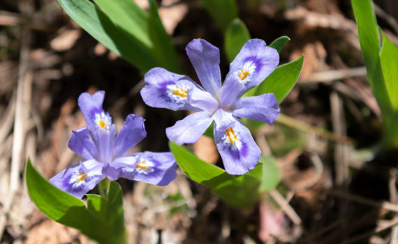 Dwarf Lake Iris