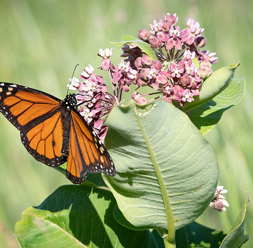 monarch butterfly