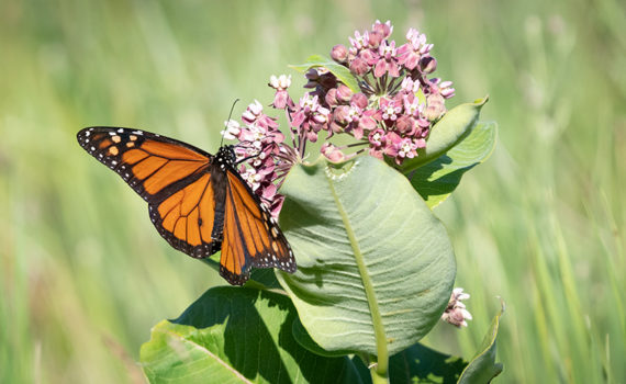 monarch butterfly