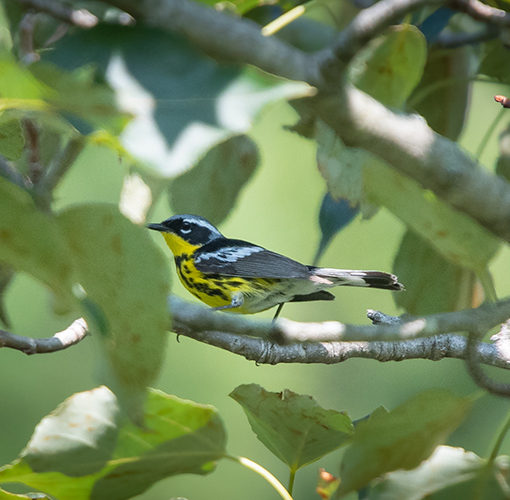 magnolia warbler bird