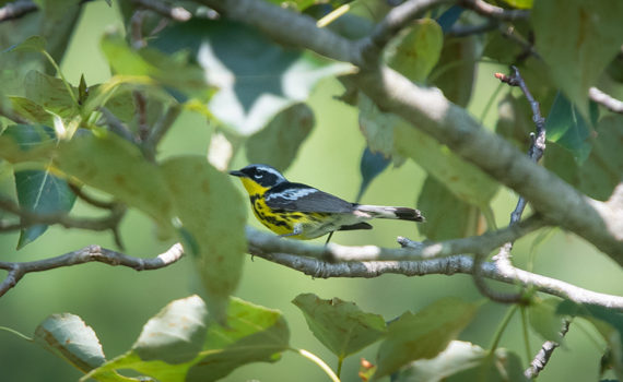 magnolia warbler bird