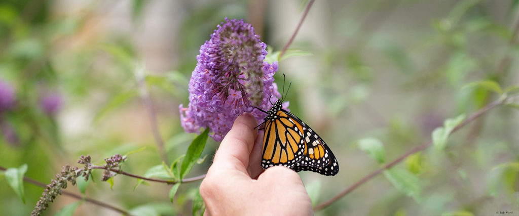 Monarch Release - Newport Wilderness Society