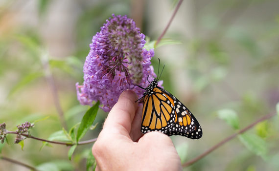 monarch butterfly