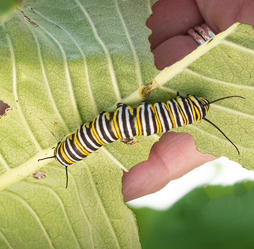 monarch caterpillar