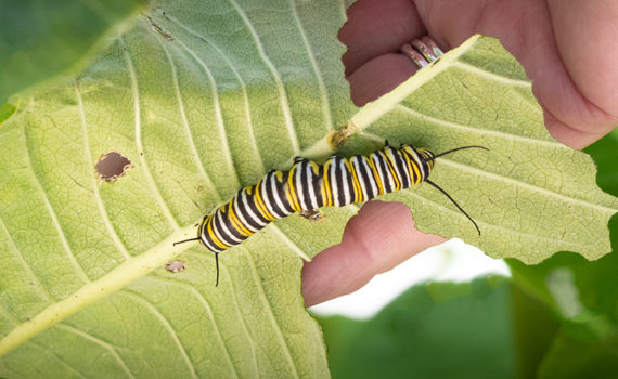 monarch caterpillar