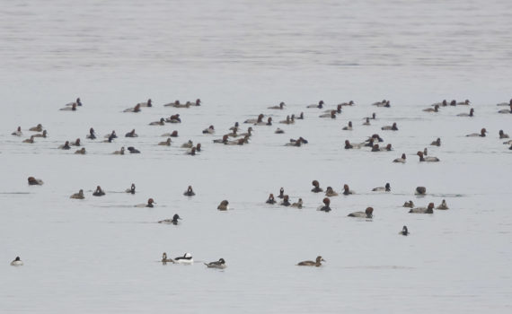 Winter Ducks