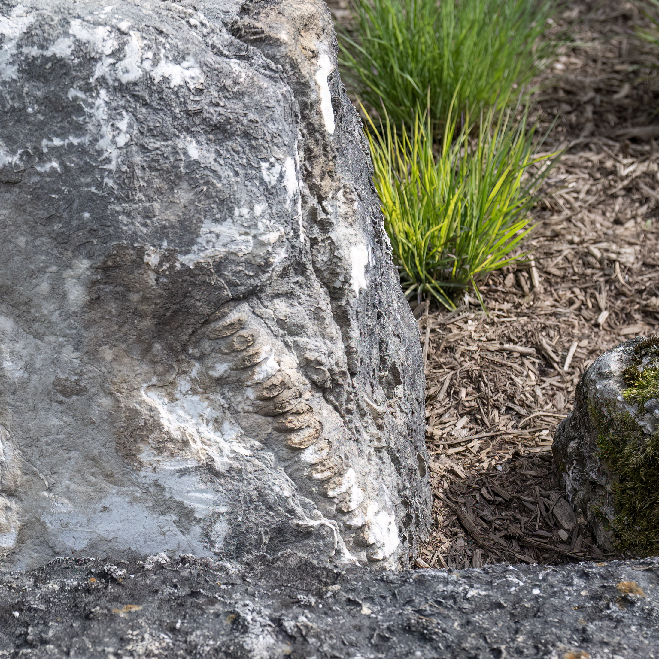 fossil