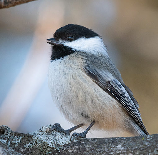 chickadee bird
