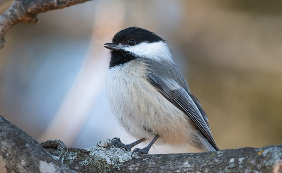 chickadee bird