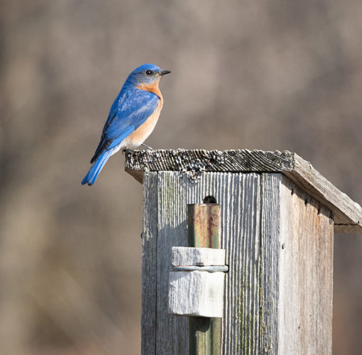 Bluebird bird