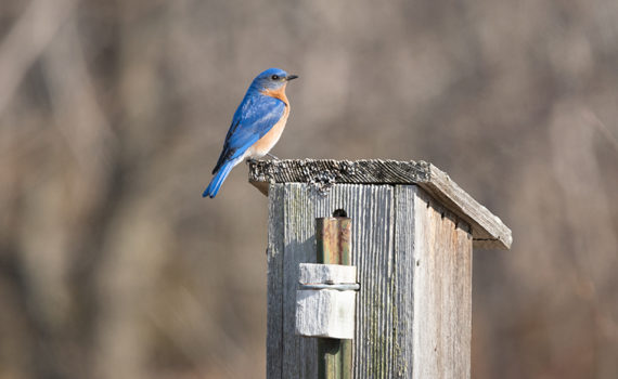 Bluebird bird