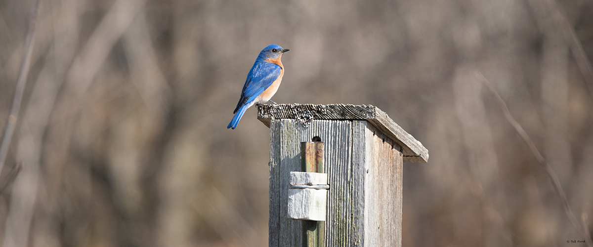 Bluebird bird
