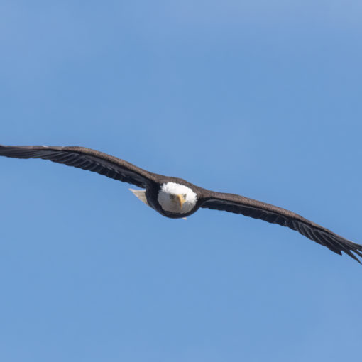 bald eagle