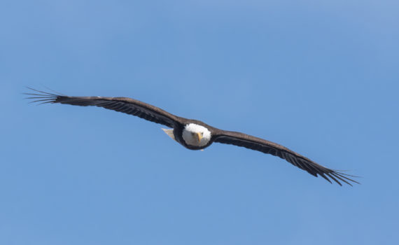 bald eagle