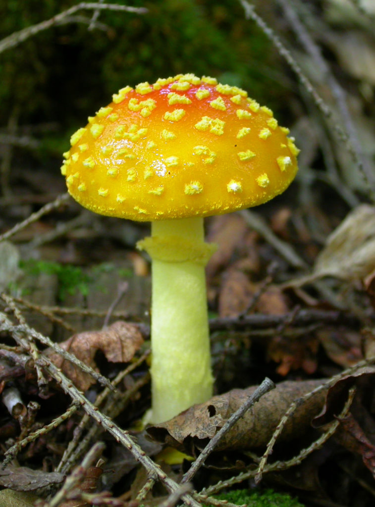 Amanita Frostiana