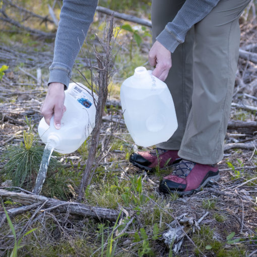 tree watering