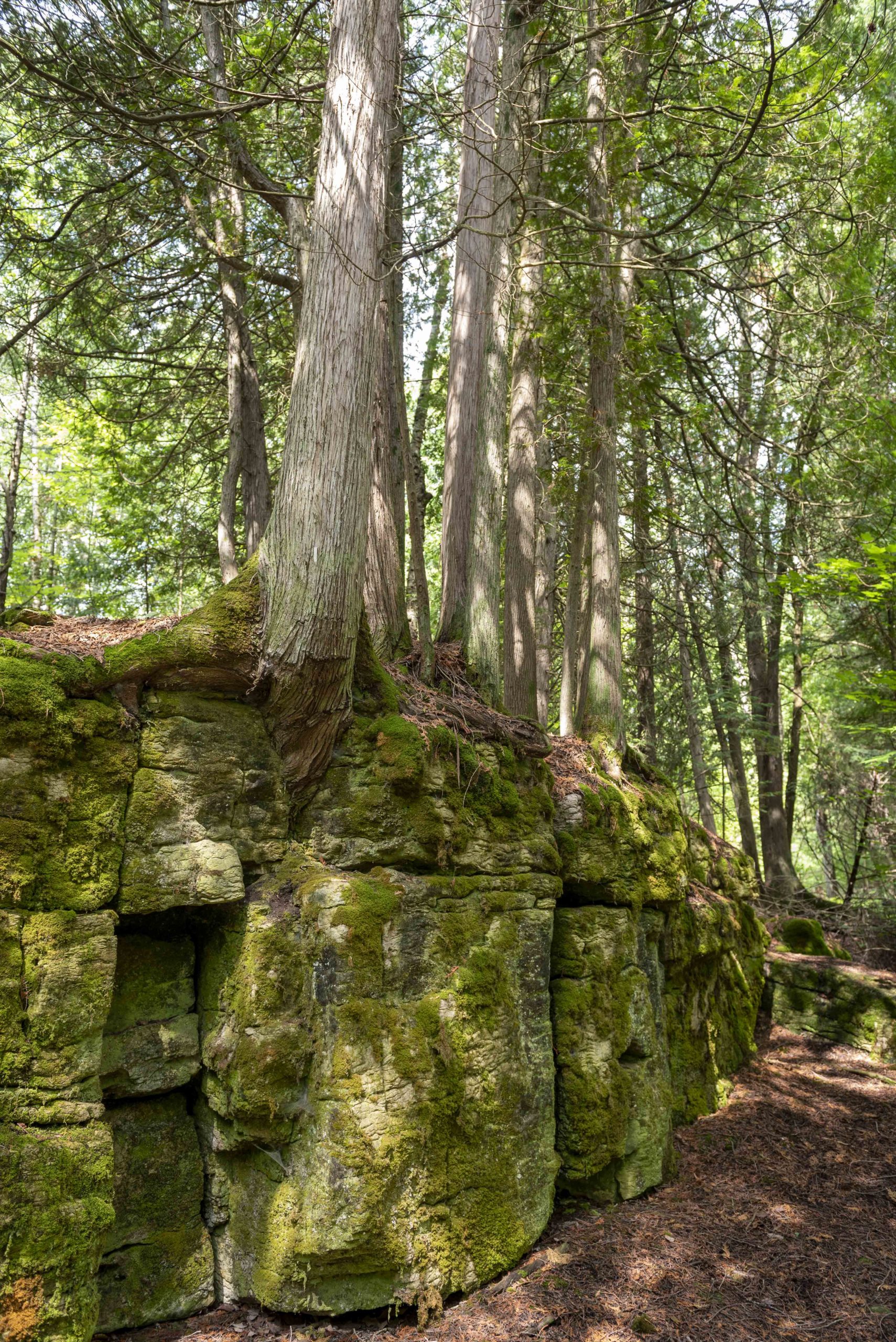 edge plants cedar shoreline