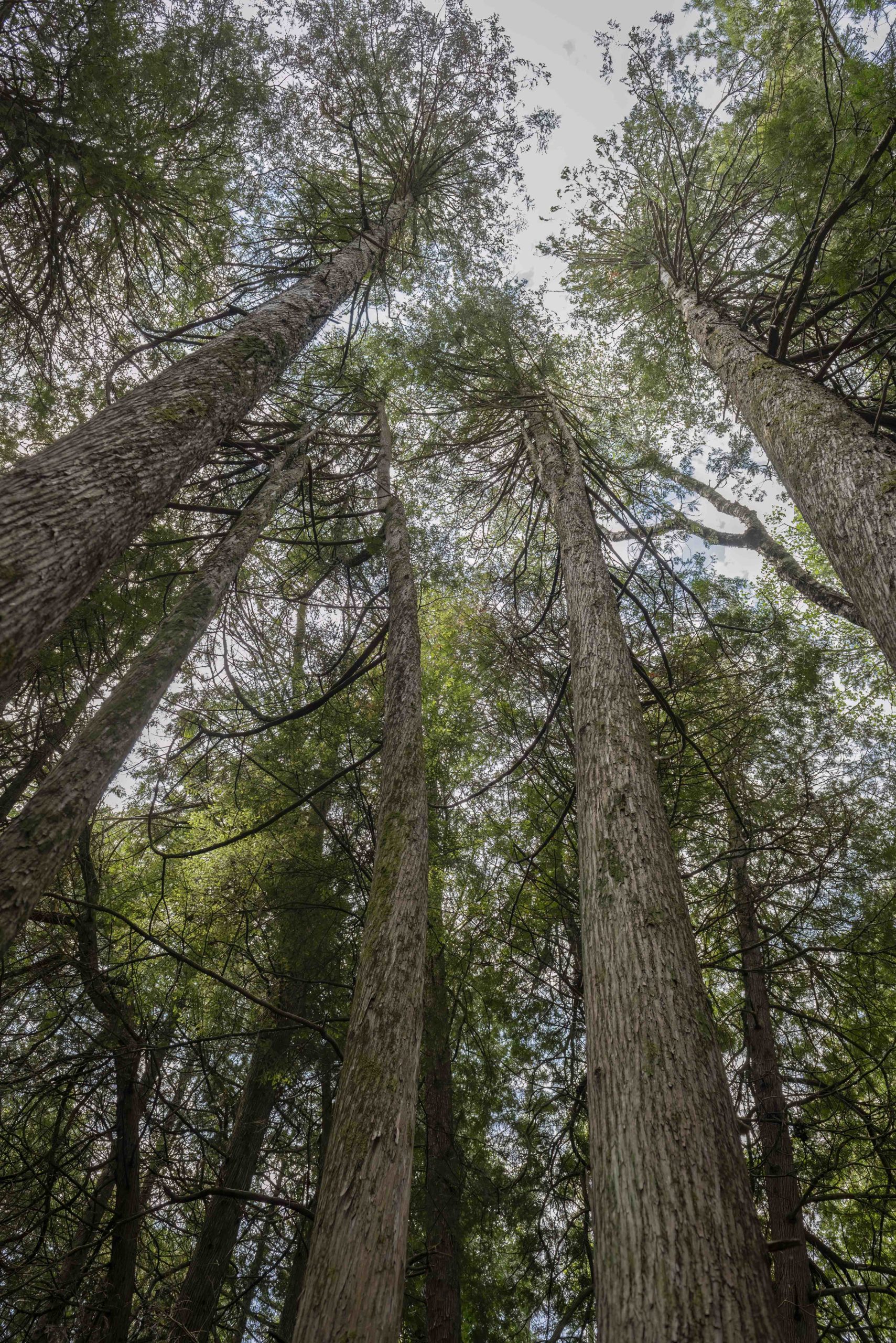 tree canopy