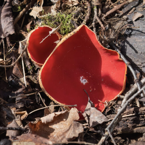 Scarlet Cup