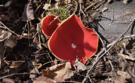 Scarlet Cup