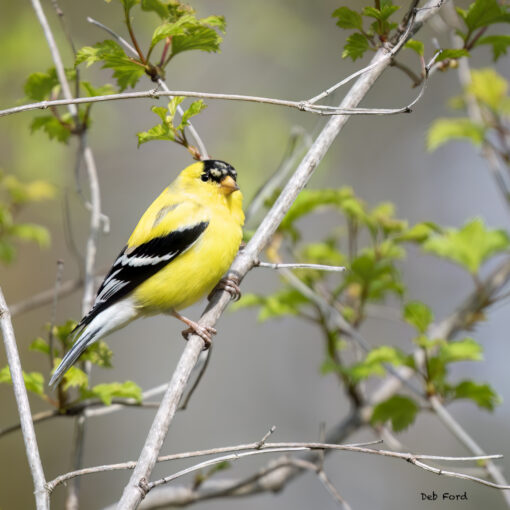 american goldfinch