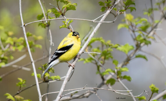american goldfinch