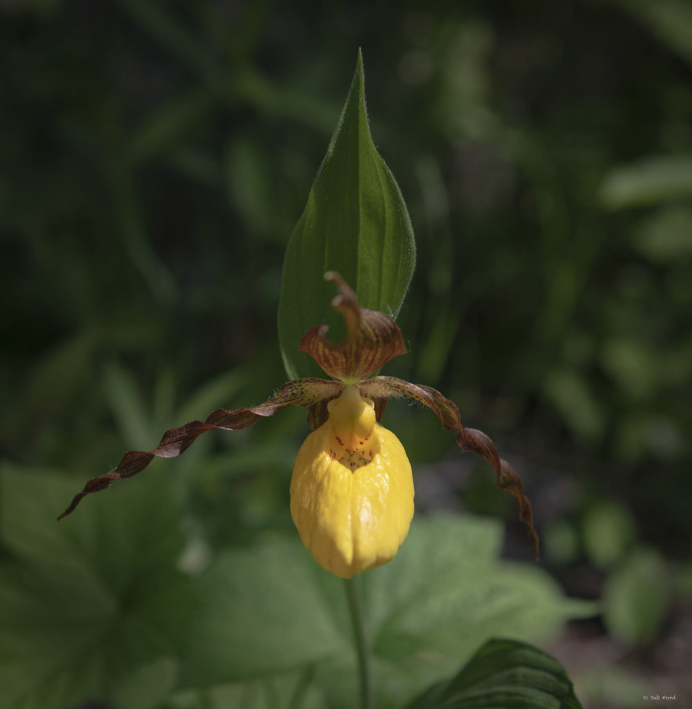 Lady's Slipper Orchid
