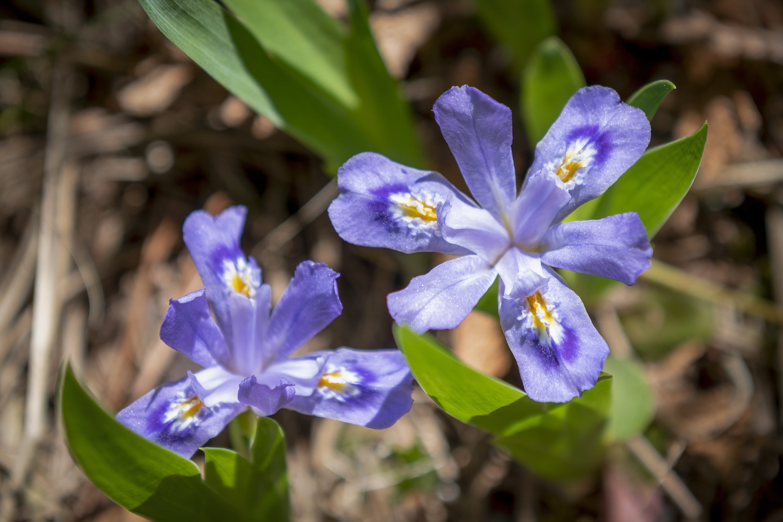 dwarf lake iris