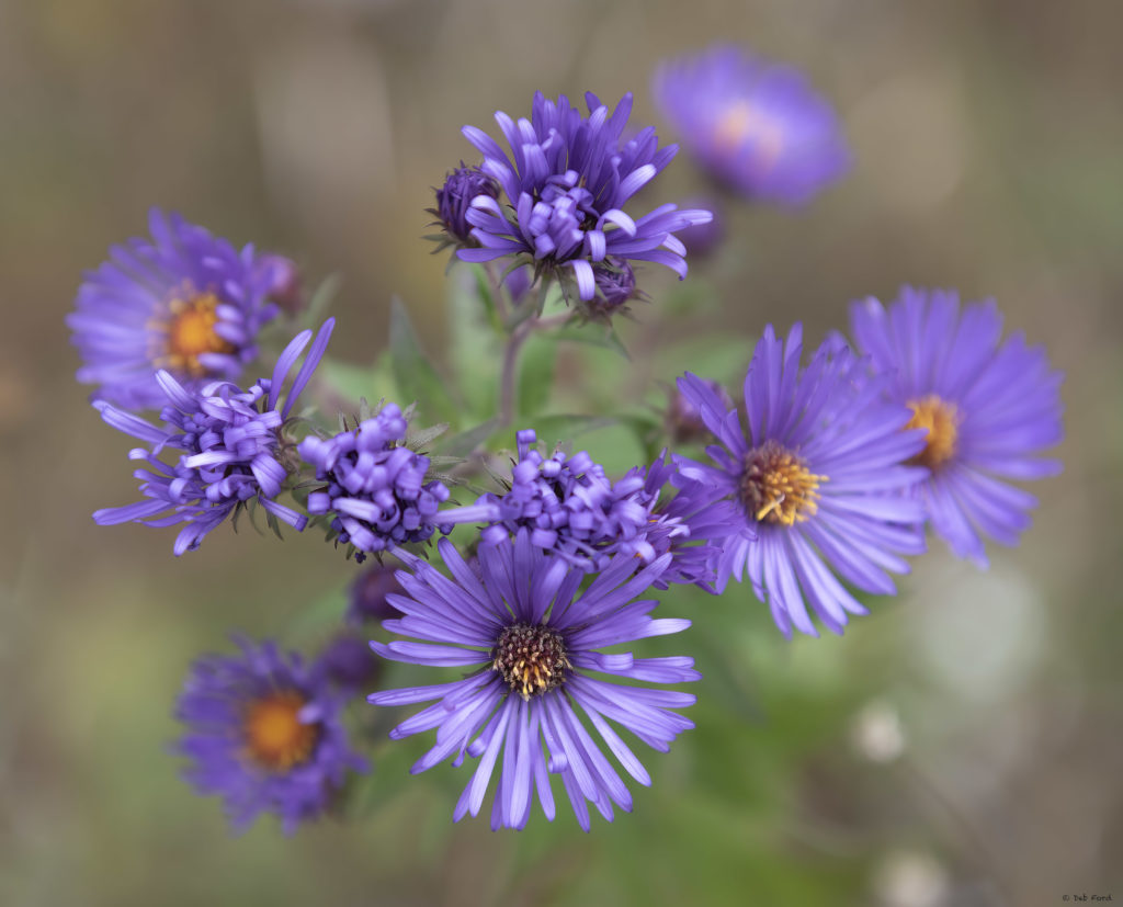 New England Aster; © Deb Ford