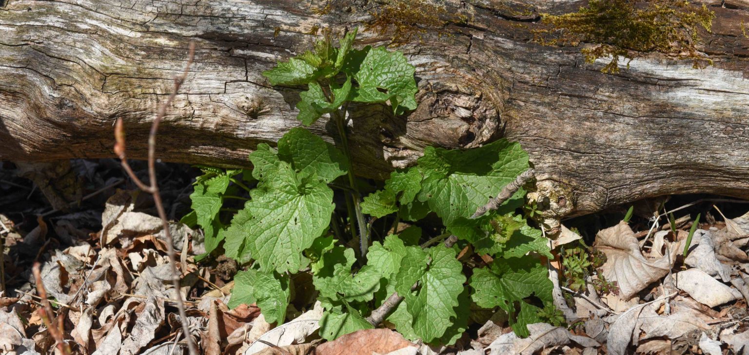 Invasive Species Garlic Mustard Newport Wilderness Society