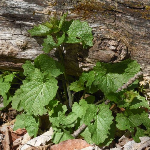 garlic mustard
