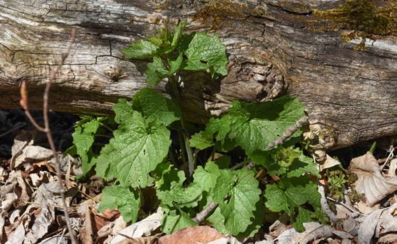 garlic mustard