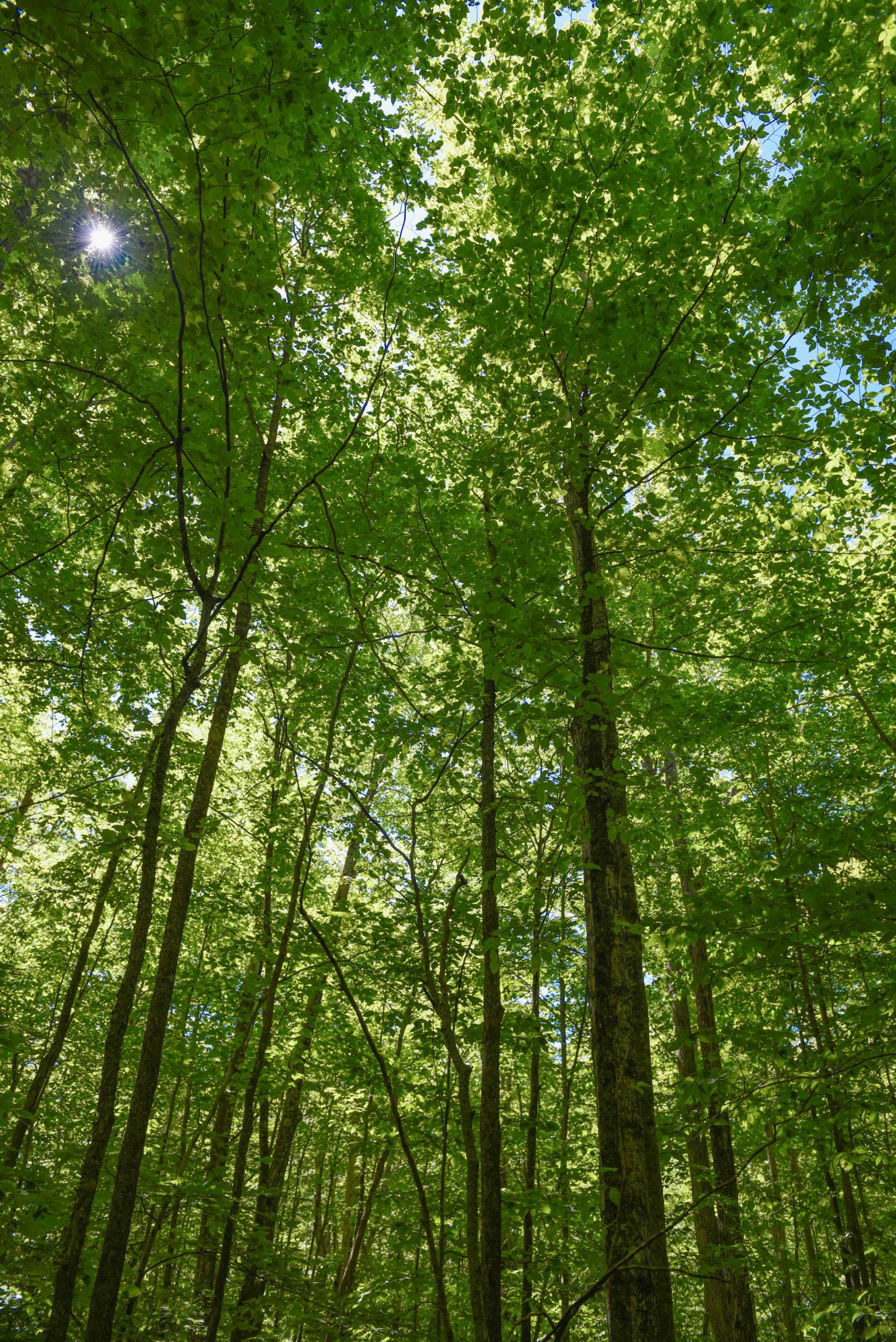 tree canopy