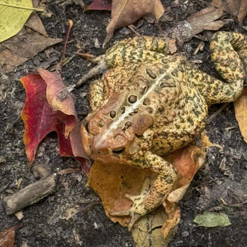 american toad