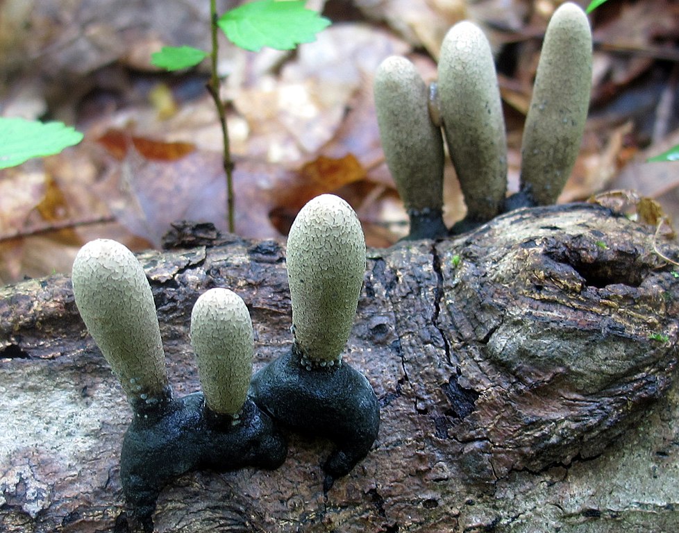 Dead Man's Fingers (Xylaria polymorpha); © mycowalt (Wikimedia)