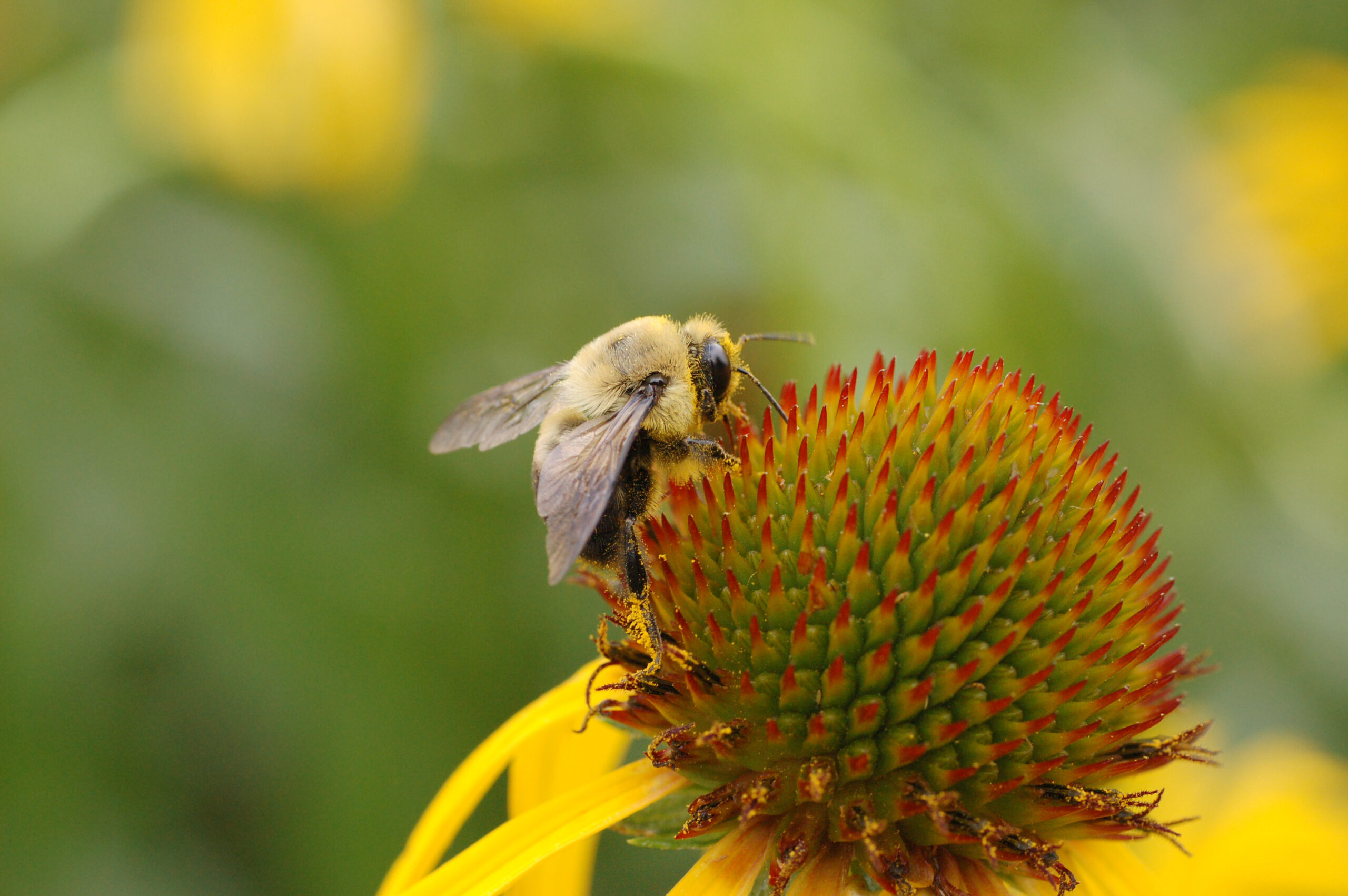 Bee Coneflower