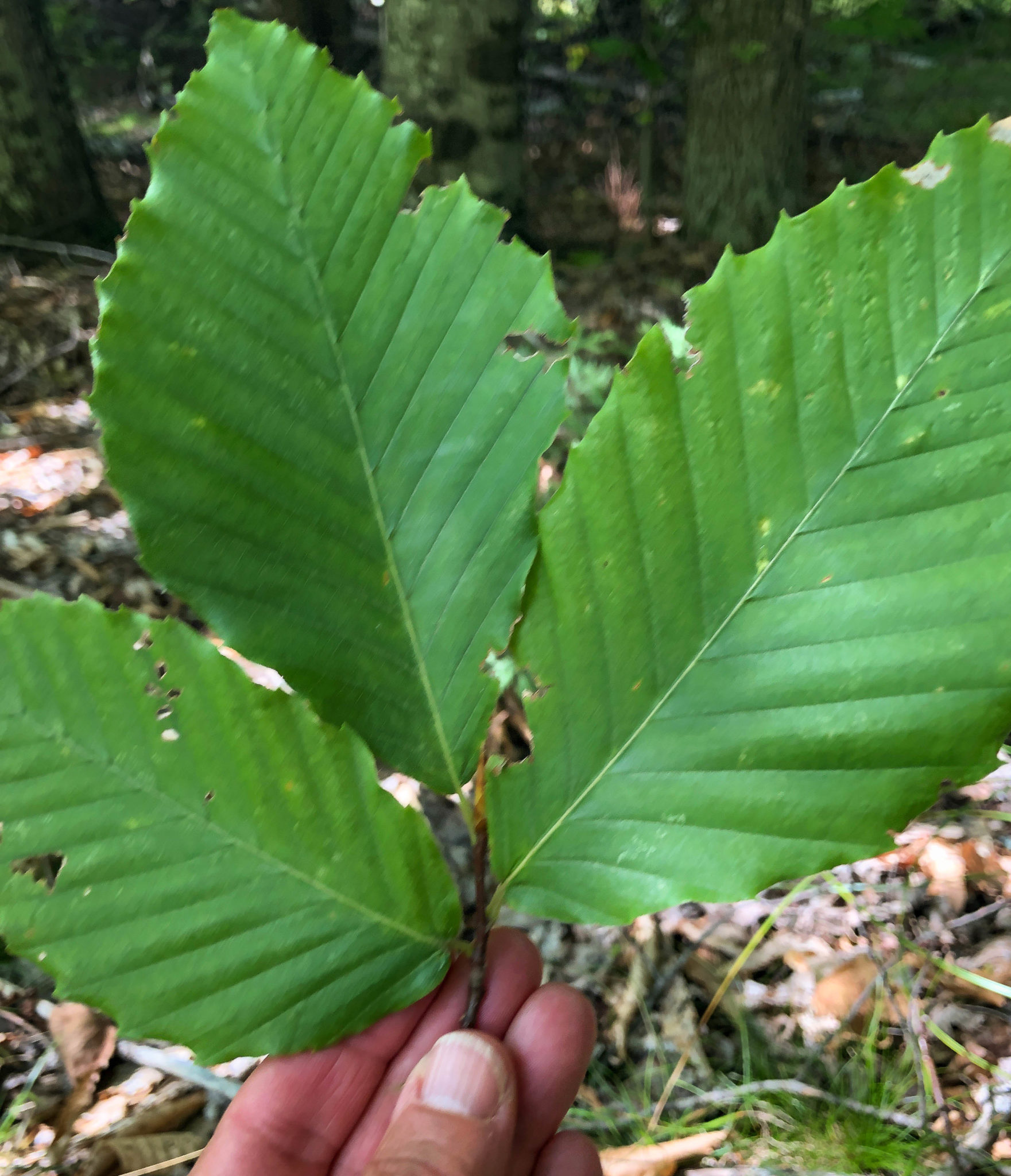 Albums 94+ Images What Does A Beech Tree Leaf Look Like Updated