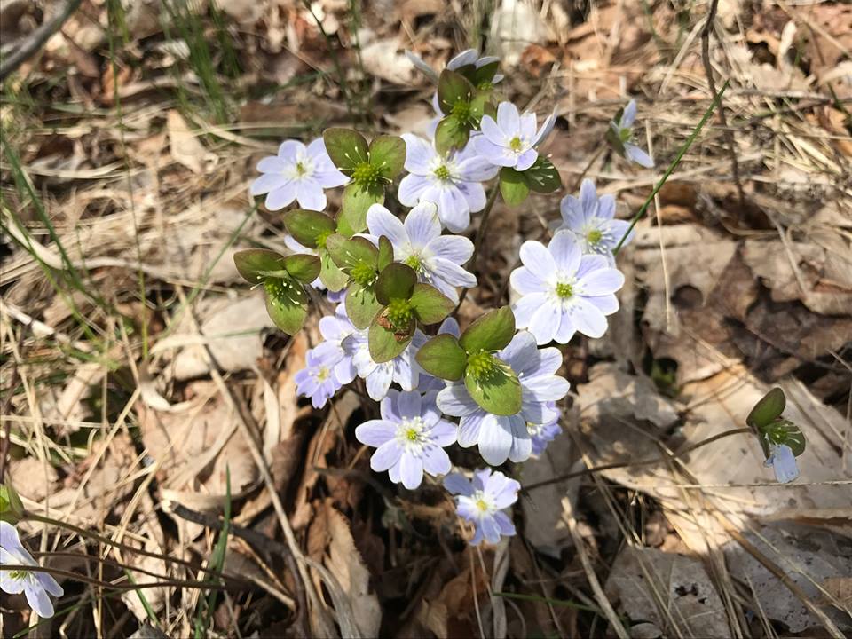 Hepatica; © Beth Bartoli