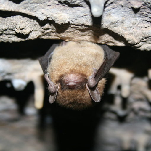 Little Brown Bat; © USFWS/Ann Froschauer