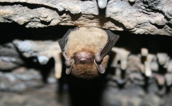 Little Brown Bat; © USFWS/Ann Froschauer