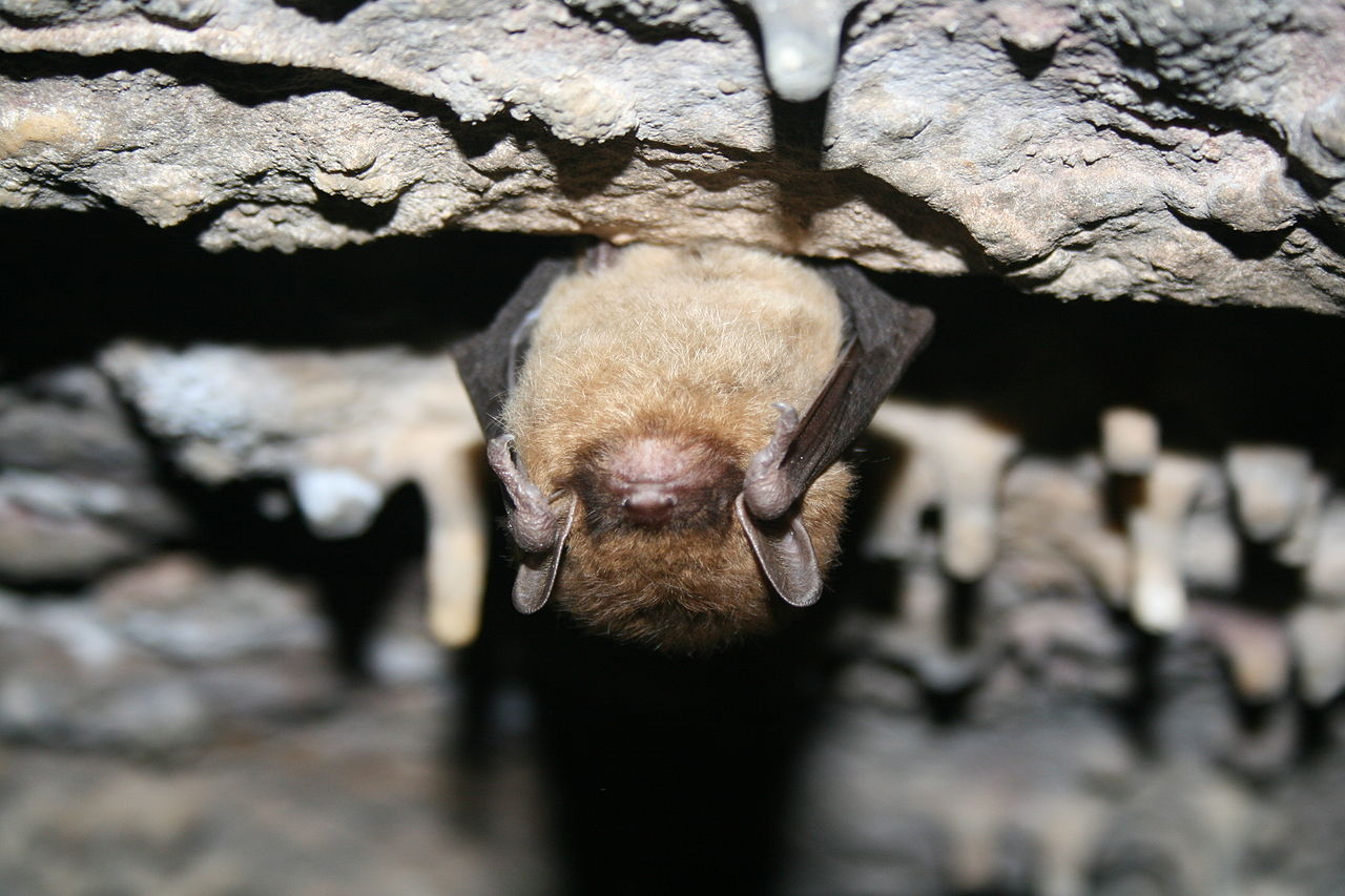 Little Brown Bat; © USFWS/Ann Froschauer